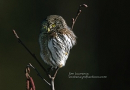 Avid Owl [Northern Pygmy}