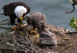 Bald Eagle Family feeding