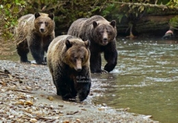 Three Grizzlies Approach