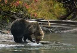 Grizzly Bear looking for fish