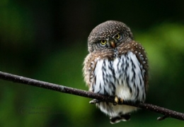 Northern Pygmy Owl In Green