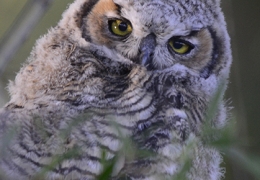 Great-horned Owlette