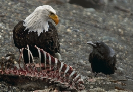 The Eagle, Raven and Ribcage