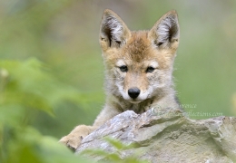 Coyote pup in green