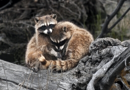 Racoon cuddle
